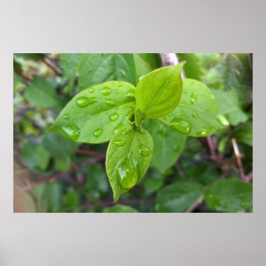 Poster Pluie sur les feuilles (Devant)