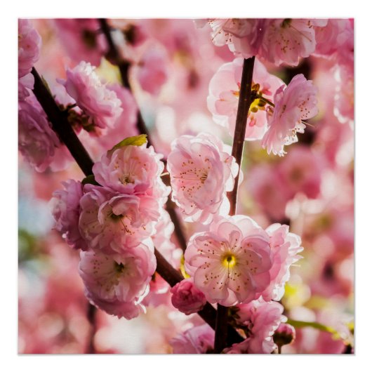 Poster Plum à fleurs - Paradize rose (Devant)