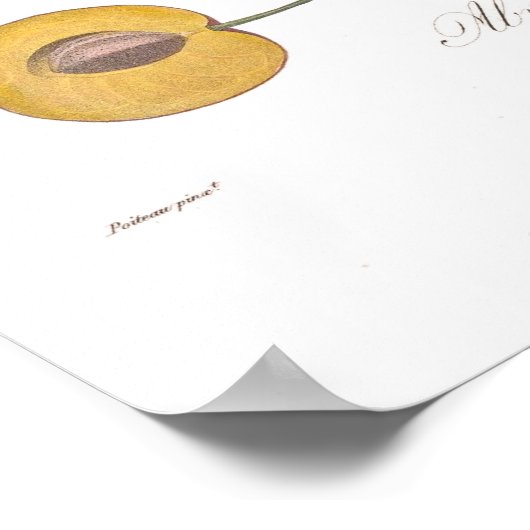 Poster Plum, Abricotee rouge (Coin)