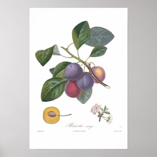 Poster Plum, Abricotee rouge (Devant)