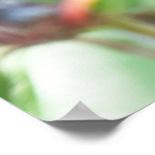 Poster Plum cerise sur branche (Coin)