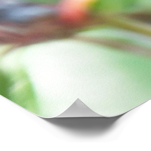 Poster Plum cerise sur branche (Coin)