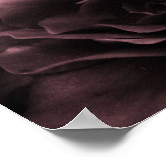 Poster Plum Dusty - Gros plan sur une Bégonie double (Coin)