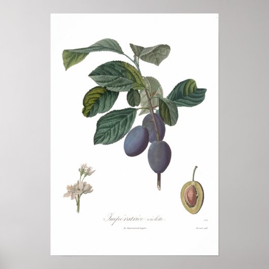 Poster Plum, Imperatrice violette (Devant)