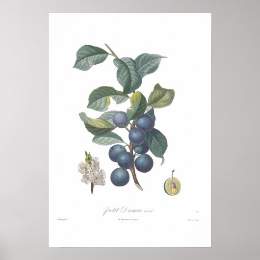 Poster Plum, Petit Damas noir (Devant)