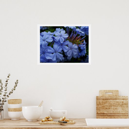 Poster Plumbago (Cuisine)