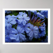 Poster Plumbago (Devant)