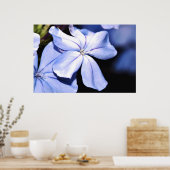 Poster Plumbago bleu sur toile (Cuisine)