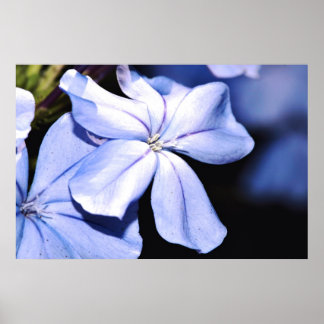 Poster Plumbago bleu sur toile
