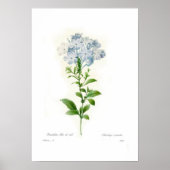 Poster Plumbago caerulea (Devant)