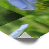 Poster Plumbago Flower Blue (Coin)