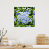 Poster Plumbago Flower Blue (Cuisine)