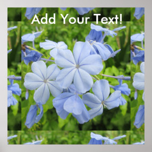 Poster Plumbago Flower Blue