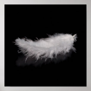 Poster Plume blanche élégante sur un arrière - plan noir
