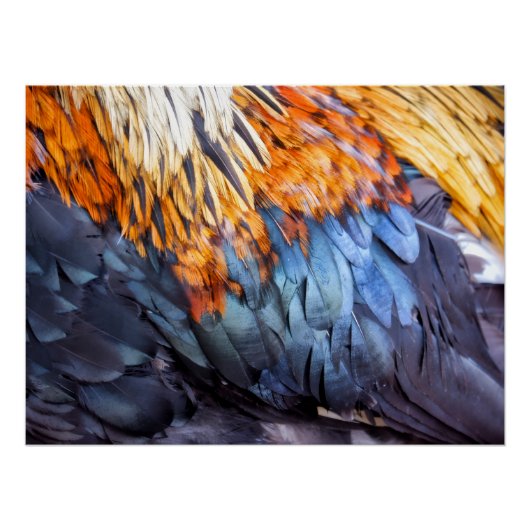 Poster Plume d'art fin (Devant)