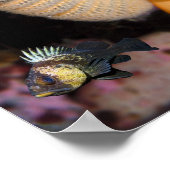 Poster Plume de mer orange avec poisson-lune à dos de cor (Coin)