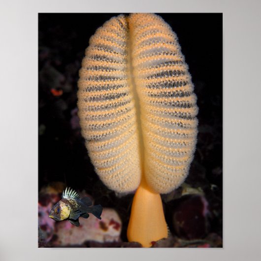 Poster Plume de mer orange avec poisson-lune à dos de cor (Devant)