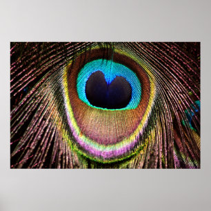 Poster Plume de paon