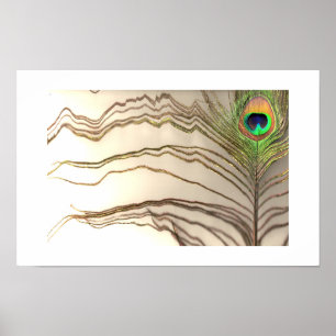 Poster Plume de paon 1 conçu par COHOE13