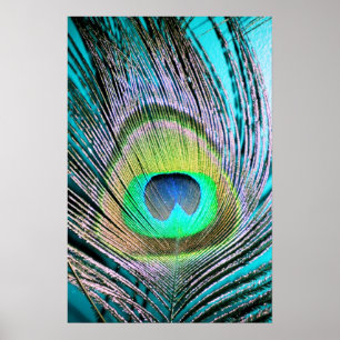 Poster Plume de paon sur Turquoise