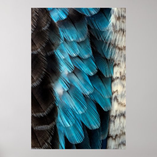 Poster Plume noire et bleue (Devant)
