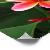 Poster Plumeria (Coin)