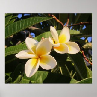 Poster Plumeria