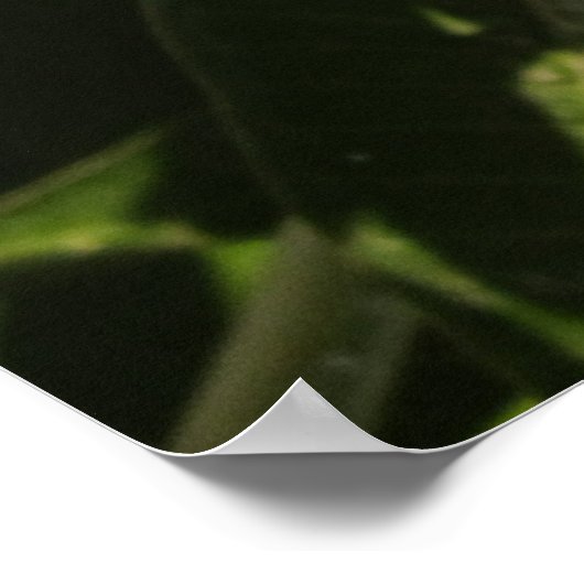 Poster Plumeria (Coin)