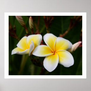 Poster Plumeria