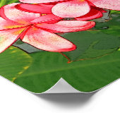 Poster Plumeria (Coin)