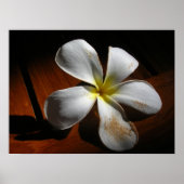 Poster Plumeria (Devant)