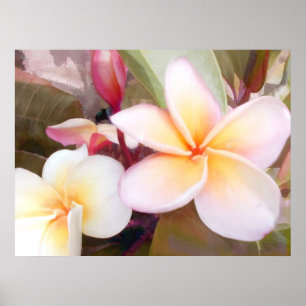 Poster Plumeria blanc