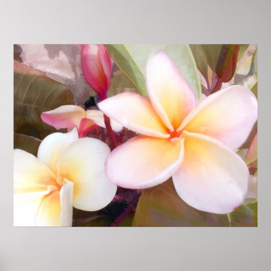Poster Plumeria blanche (Devant)