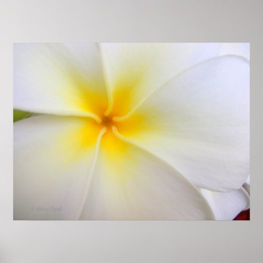Poster Plumeria blanche (Devant)