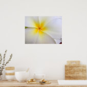 Poster Plumeria blanche (Cuisine)