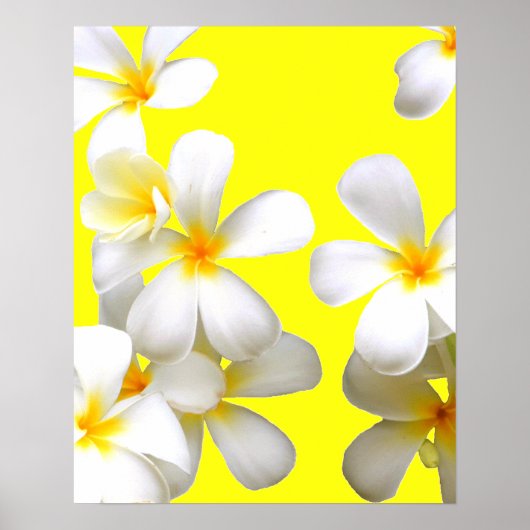 Poster Plumeria blanche hawaïenne jaune fleur (Devant)