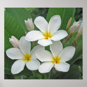 Poster Plumeria - clair de lune