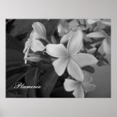 Poster plumeria - Customisée (Devant)