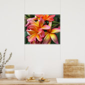 Poster-Plumeria Flowers Poster (Keuken)