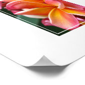 Poster-Plumeria Flowers Poster (Hoek)