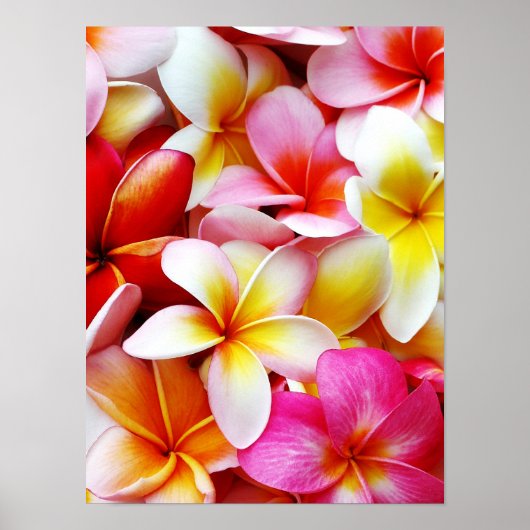 Poster Plumeria Frangipani Hawaii Fleur Customisée (Devant)