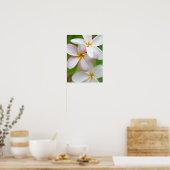 Poster Plumeria Frangipani Hawaii Flower Customized Blank (Cuisine)