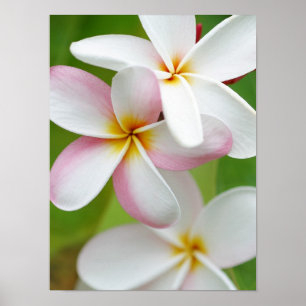 Poster Plumeria Frangipani Hawaii Flower Customized Blank