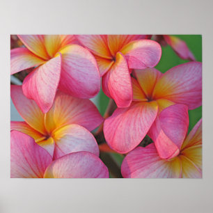 Poster Plumeria - Hanna Pink Glow