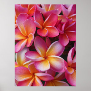 Poster Plumeria hawaïen