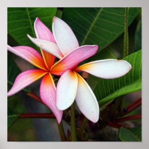 Poster Plumeria hawaïen