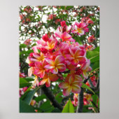 Poster Plumeria hawaïenne (Devant)