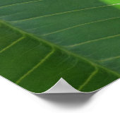 Poster Plumeria hawaïenne (Coin)