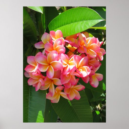Poster Plumeria hawaïenne (Devant)