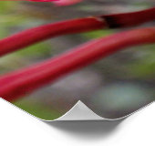 Poster Plumeria hawaïenne (Coin)